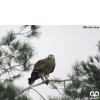 گونه عقاب شاهی Eastern Imperial Eagle